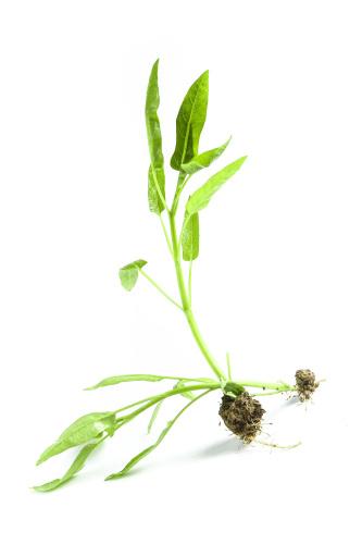 美食直送：新鮮食材每日抵達(dá)！