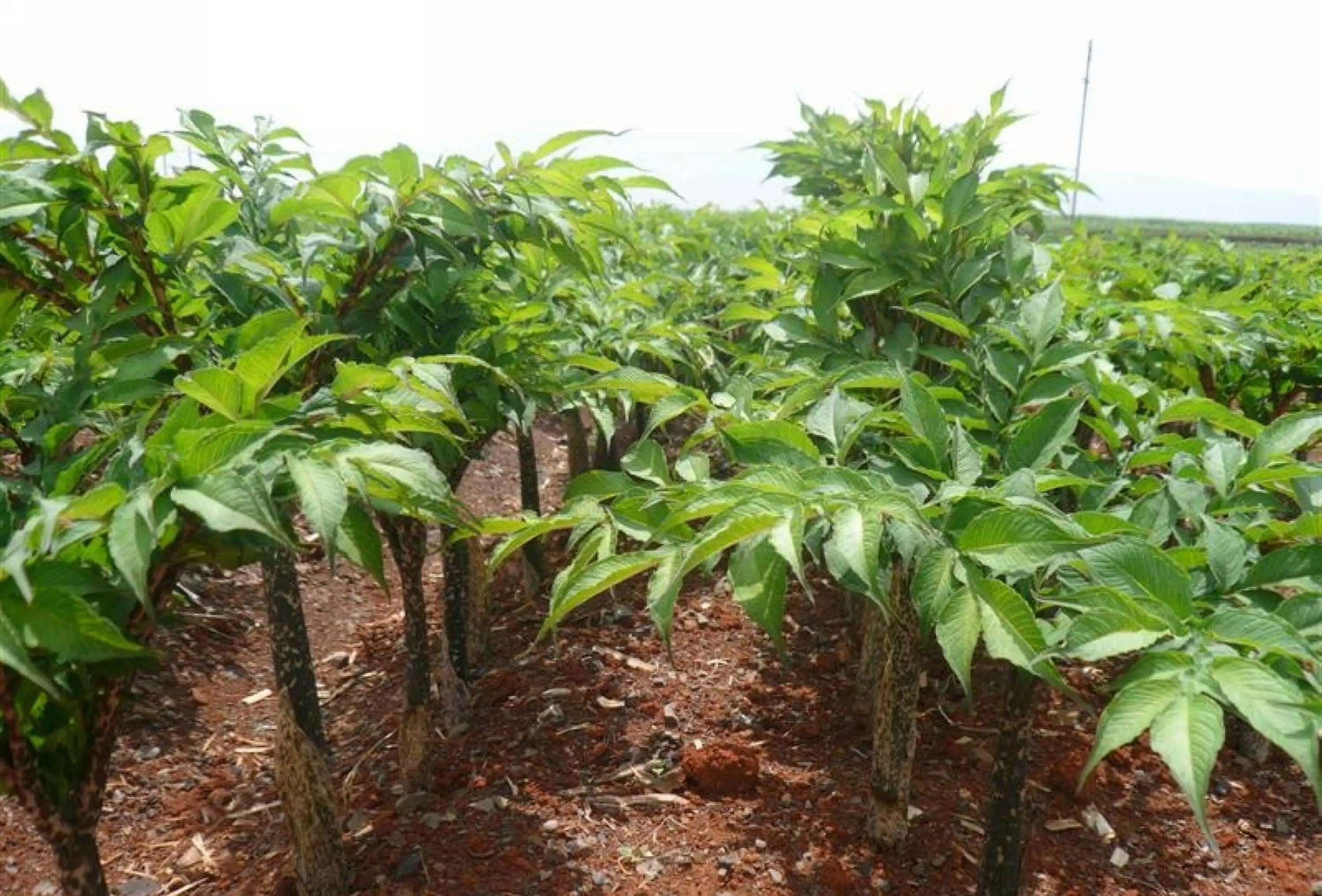 不出門也能買菜？這些送貨上門的購物app你必須知道！