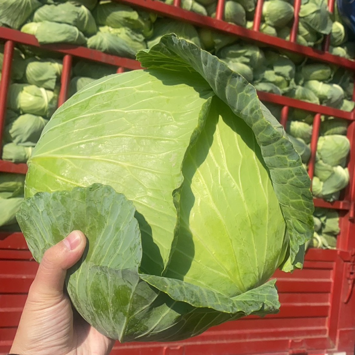 洗凈蔬菜配送新鮮到家健康無憂