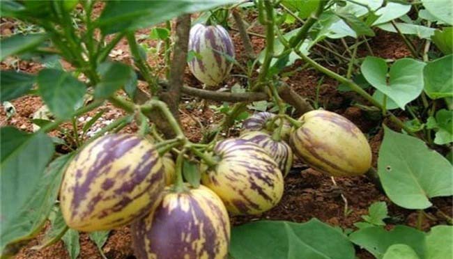 深圳市蔬菜配送