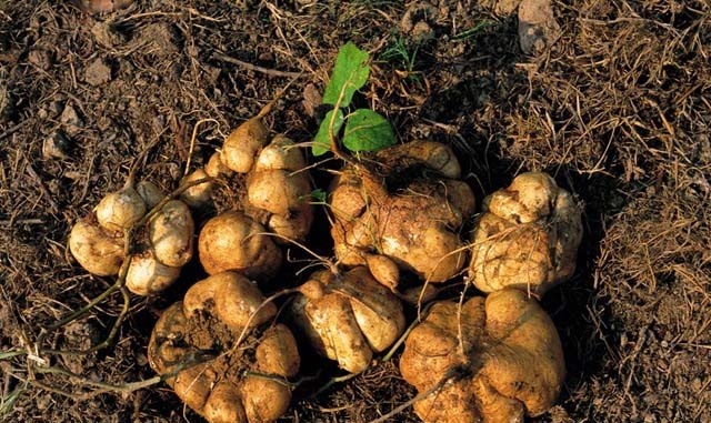 蔬菜一站式配送公司的發(fā)展歷程