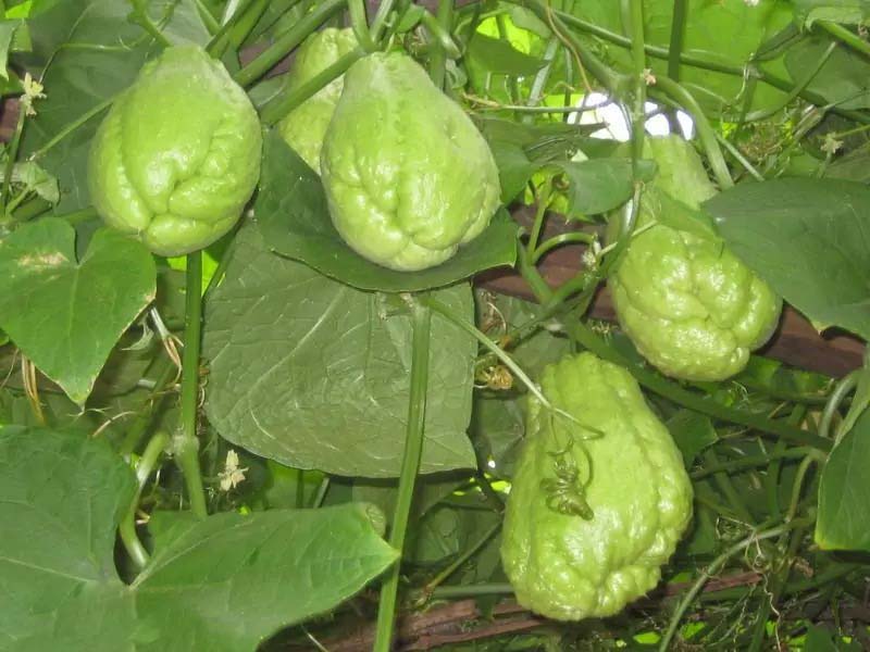 享受送貨上門的便捷，盡在食材配送