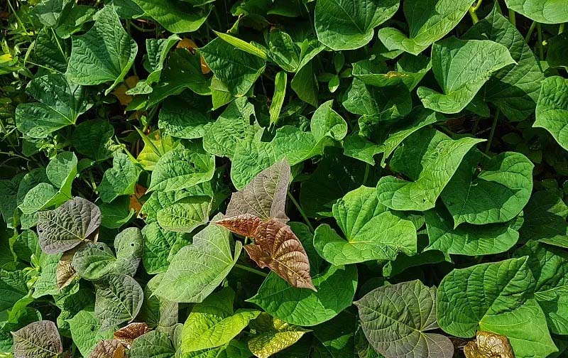 浙江明輝蔬果配送，品質(zhì)保證，新鮮直達！