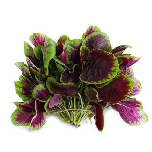 浙江明輝蔬果配送：新鮮從田間送到餐桌