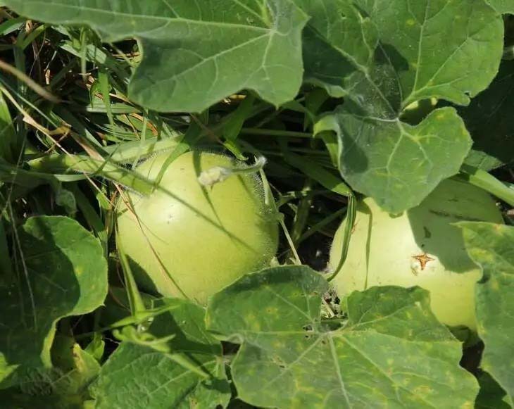 深圳綠康源：為您提供新鮮蔬菜配送