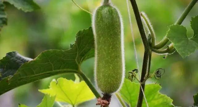 鮮到家 惠州蔬菜配送 – 快速送達(dá)您的餐桌