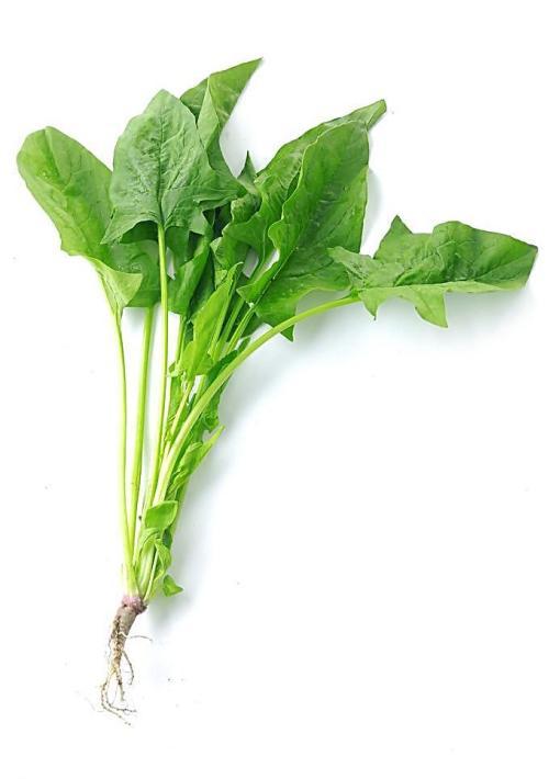 綠色速遞，新鮮直達(dá)——蔬菜配送新風(fēng)尚