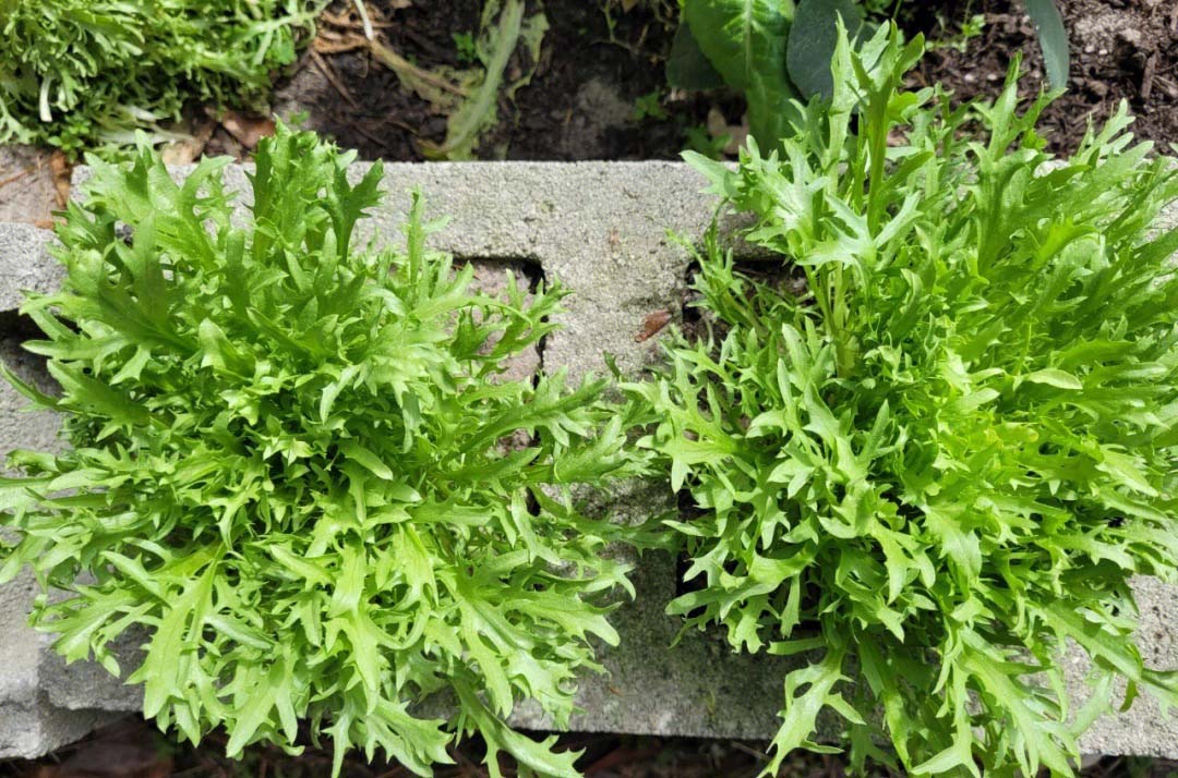 快速新鮮蔬菜配送服務(wù)，方便健康生活 (56 characters)