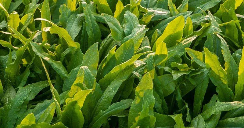 增強(qiáng)健康：吃這些富含鉀的蔬菜