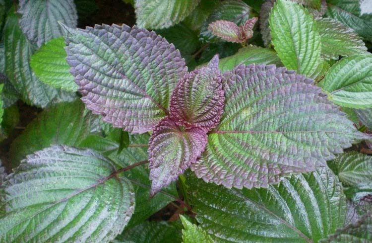 嘉定區(qū)綠色蔬菜配送店鋪